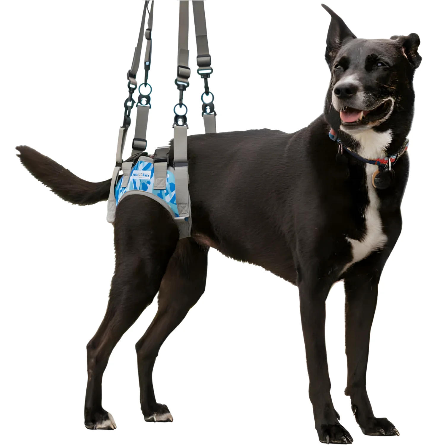 Orthopédie Canine
